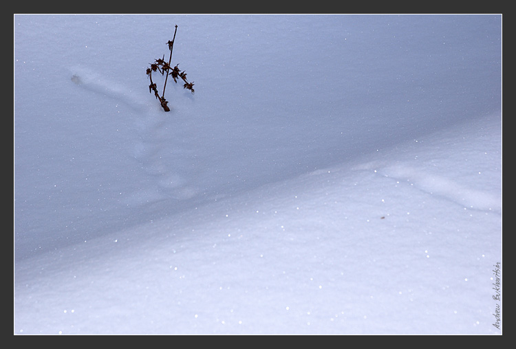 photo "Home sweet Home" tags: landscape, nature, flowers, winter