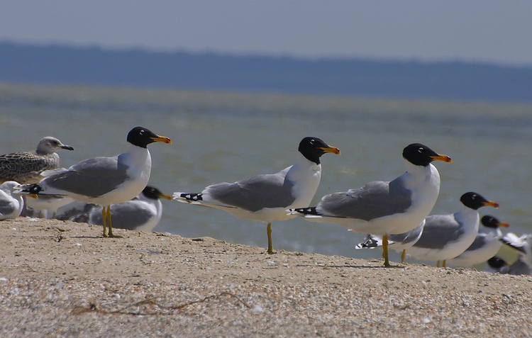 photo "Azovskie sea gulls" tags: nature, 