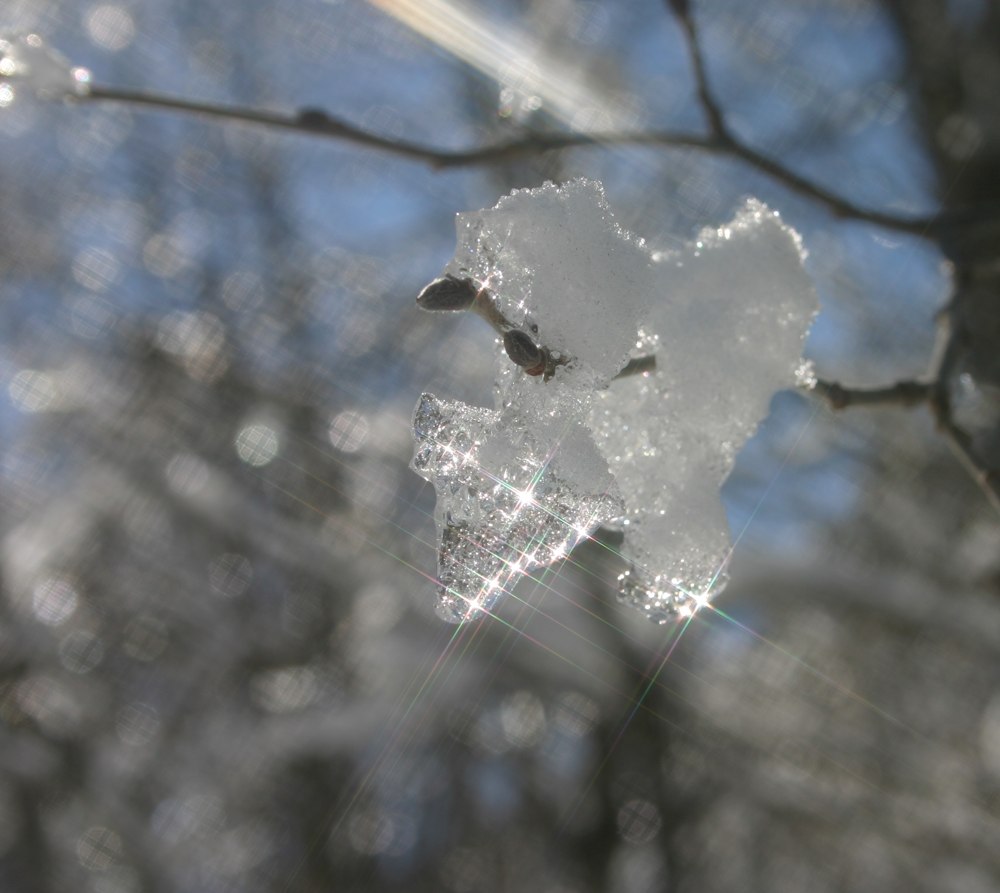 photo "Spring Breakthrough" tags: landscape, winter