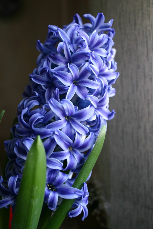 photo "Hyacinth" tags: nature, flowers