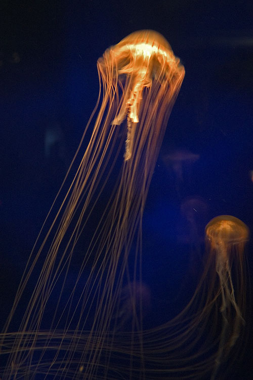 photo "Medusas III" tags: underwater, 