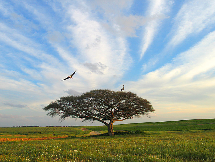 photo "Cranes have arrived" tags: nature, wild animals