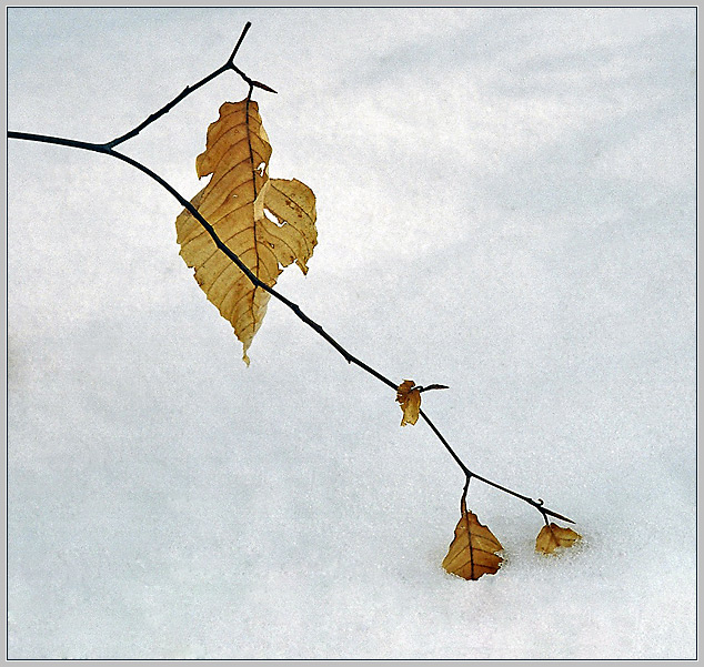 photo "HorseShoe Valley (6)" tags: landscape, forest, winter