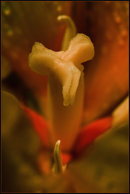 photo "Male and female" tags: macro and close-up, nature, flowers