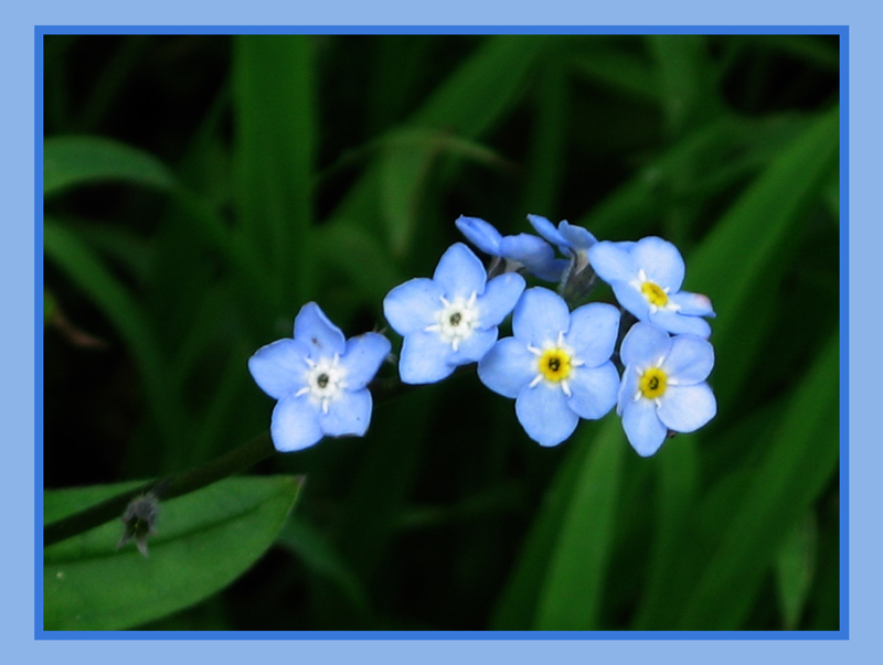 photo "Blue Mood" tags: nature, flowers