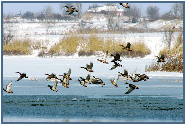 photo "Ducks have arrived" tags: nature, wild animals