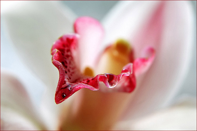 photo "***" tags: macro and close-up, abstract, 