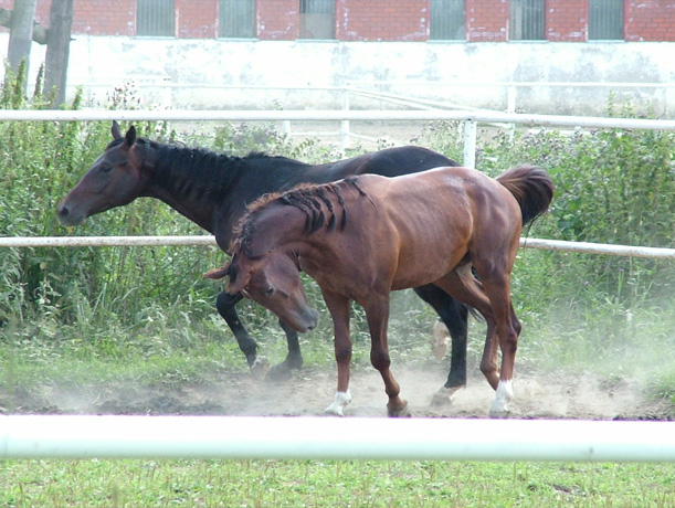 photo "Horses" tags: misc., 