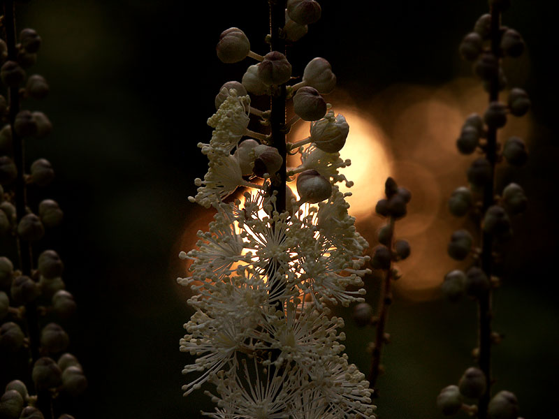 photo "tiarella" tags: nature, flowers
