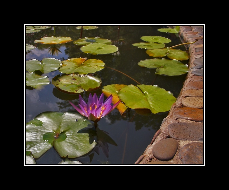 photo "Calm" tags: travel, nature, Asia, flowers