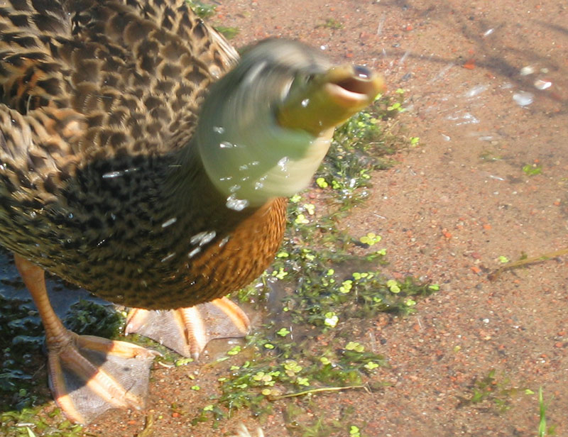 photo "Duck." tags: nature, pets/farm animals