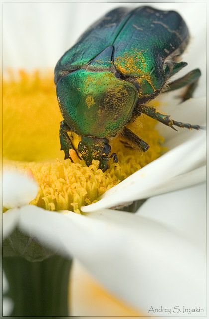 photo "bug & flower" tags: macro and close-up, 