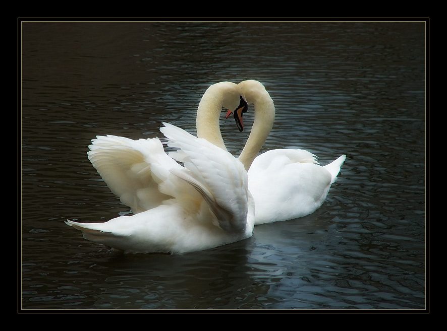 photo "Love! Love..." tags: nature, genre, wild animals