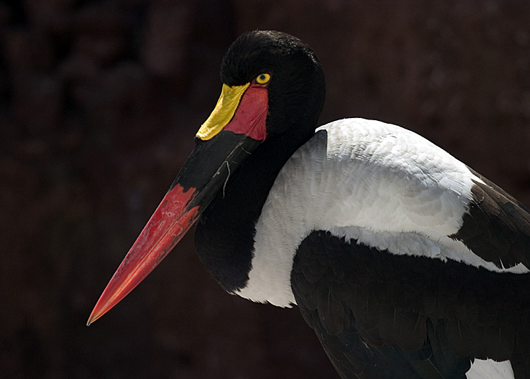 фото "Stork" метки: природа, дикие животные