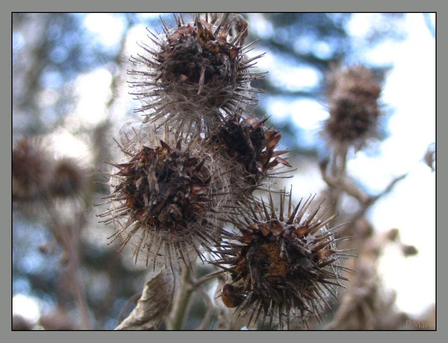 photo "Thistle" tags: macro and close-up, nature, flowers