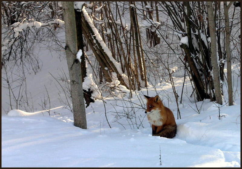 photo "Thoughtful" tags: nature, wild animals