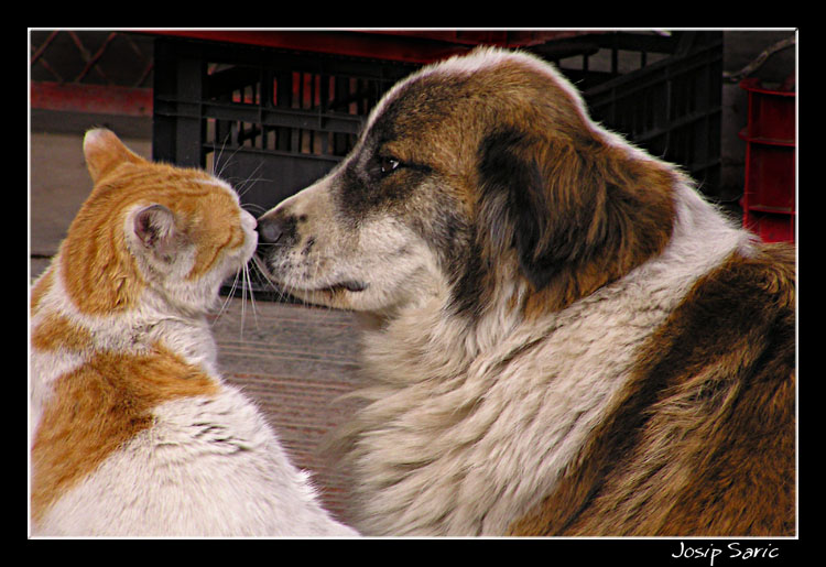 photo "Lovers" tags: nature, humor, pets/farm animals