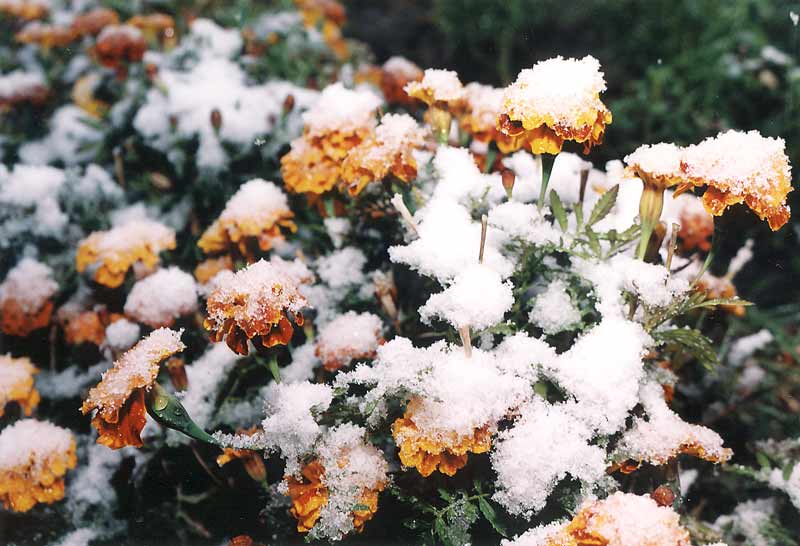 фото "the Edge of Seasons" метки: природа, пейзаж, зима, цветы