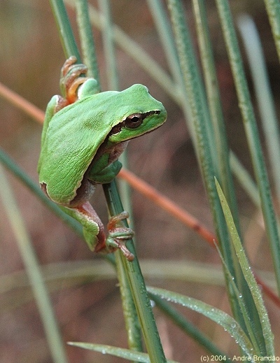 photo "Hyla" tags: macro and close-up, nature, wild animals