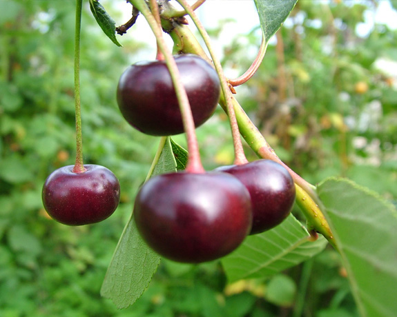 photo "Cherry" tags: misc., 