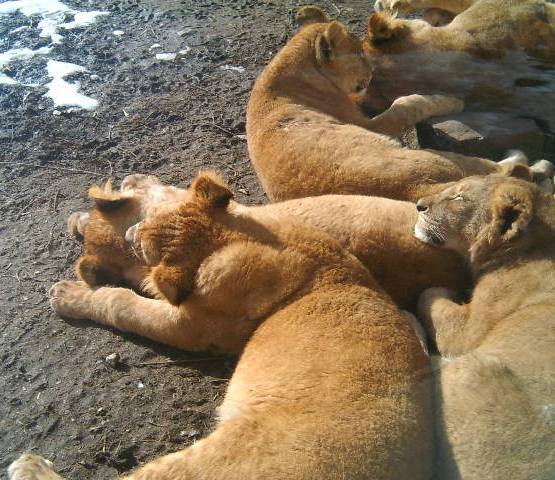 photo "Africa." tags: nature, wild animals