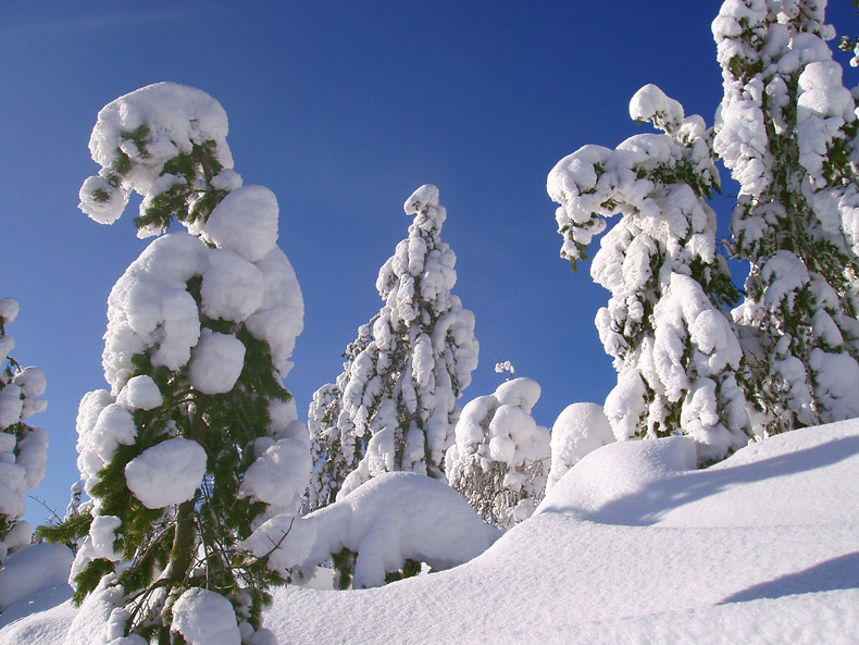 photo "***" tags: landscape, forest, winter