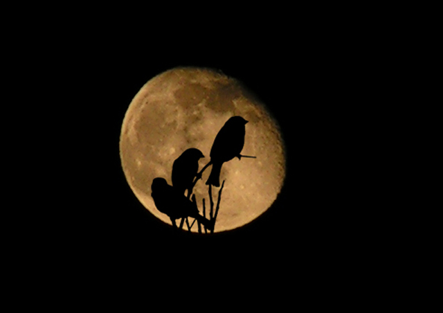 фото "опять про луну ;)" метки: пейзаж, ночь