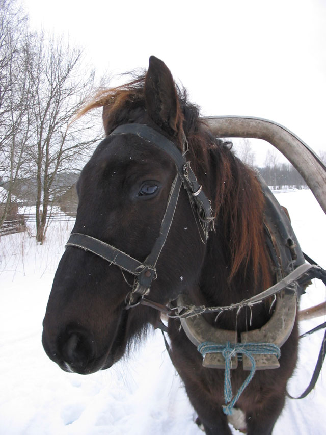 photo "All the morning long stacked haer..." tags: humor, nature, pets/farm animals