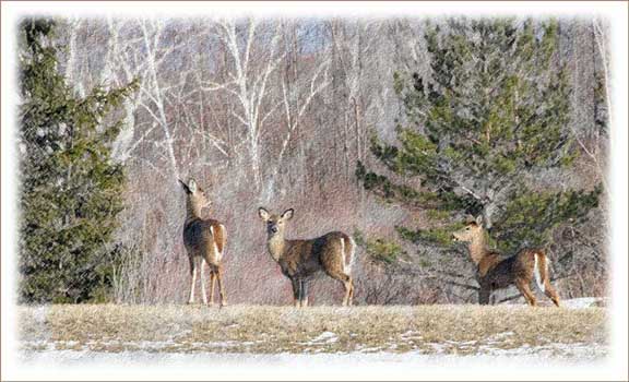 photo "Another Wildlife Post Card" tags: nature, wild animals