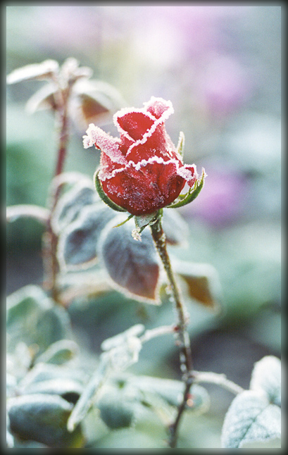 photo "Rose in sugar" tags: nature, flowers