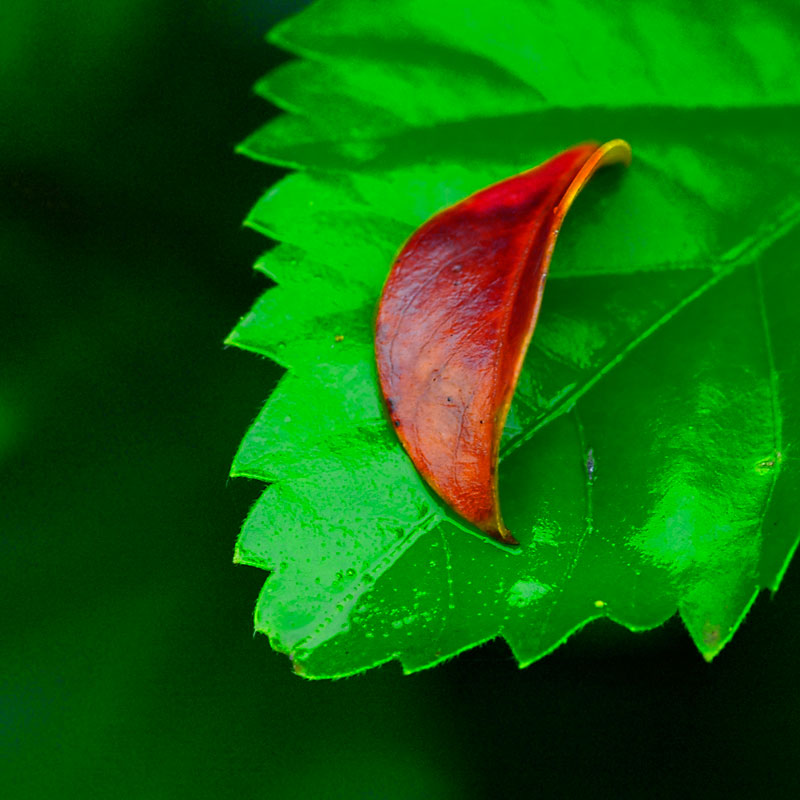 photo "Green & Red" tags: abstract, montage, 