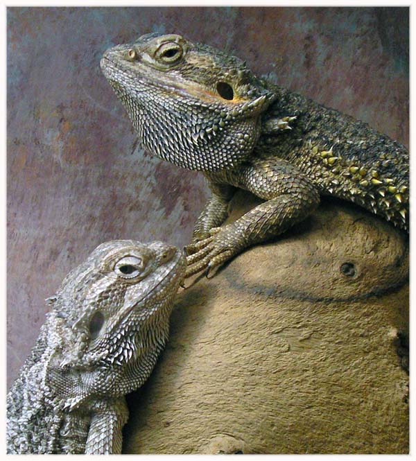 фото "Reptile brothers" метки: природа, дикие животные