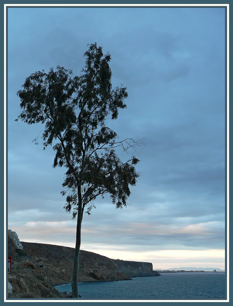 photo "Tree on the cliff" tags: landscape, forest, sunset