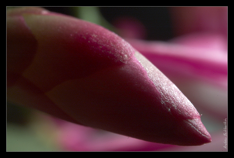 photo "awakening" tags: nature, macro and close-up, flowers