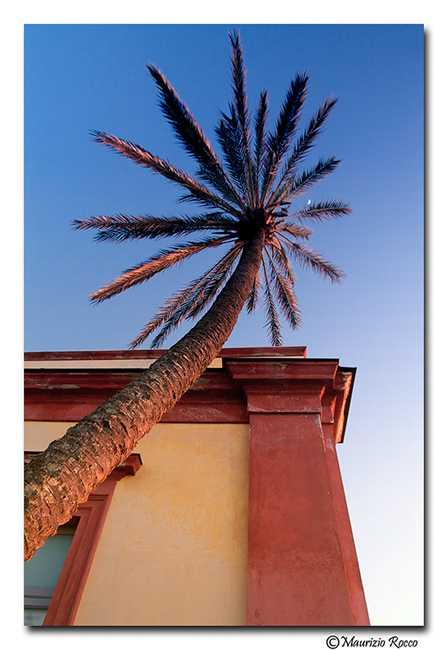 photo "Palm tree" tags: misc., 