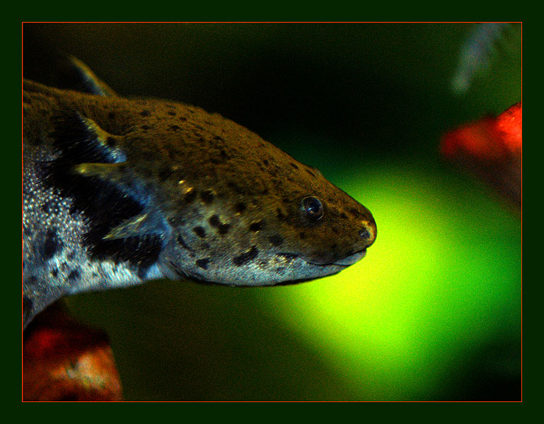 photo "Naive-2" tags: macro and close-up, portrait, 