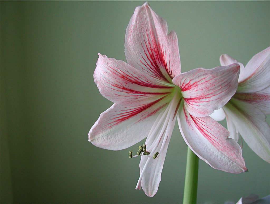 фото "Flower" метки: макро и крупный план, природа, цветы