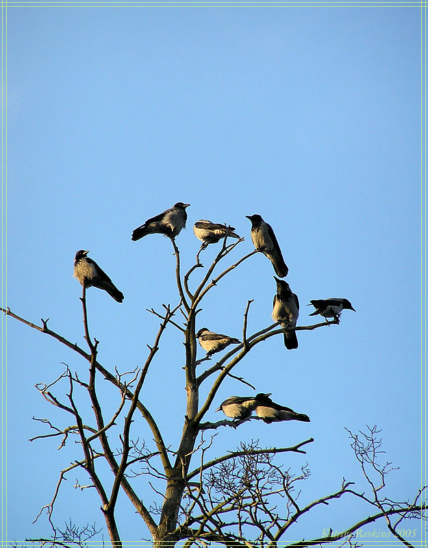 photo "Carrion-crows" tags: landscape, nature, spring