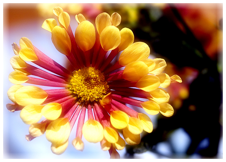 фото "Дамам - цветы!" метки: природа, макро и крупный план, цветы