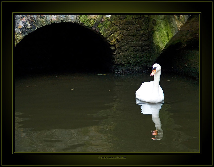 photo "Without pair..." tags: nature, genre, wild animals