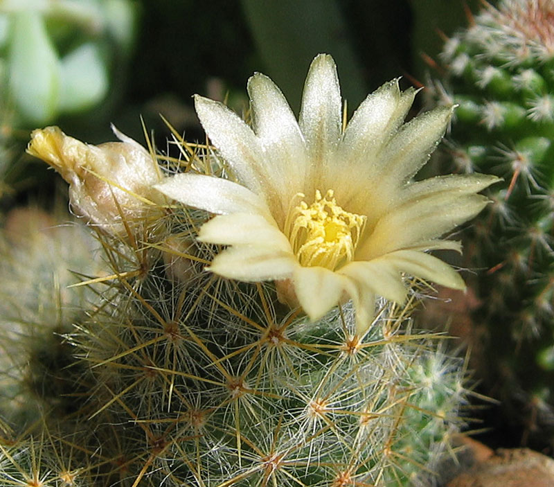 фото "Cactus (Mammillaria)." метки: макро и крупный план, 