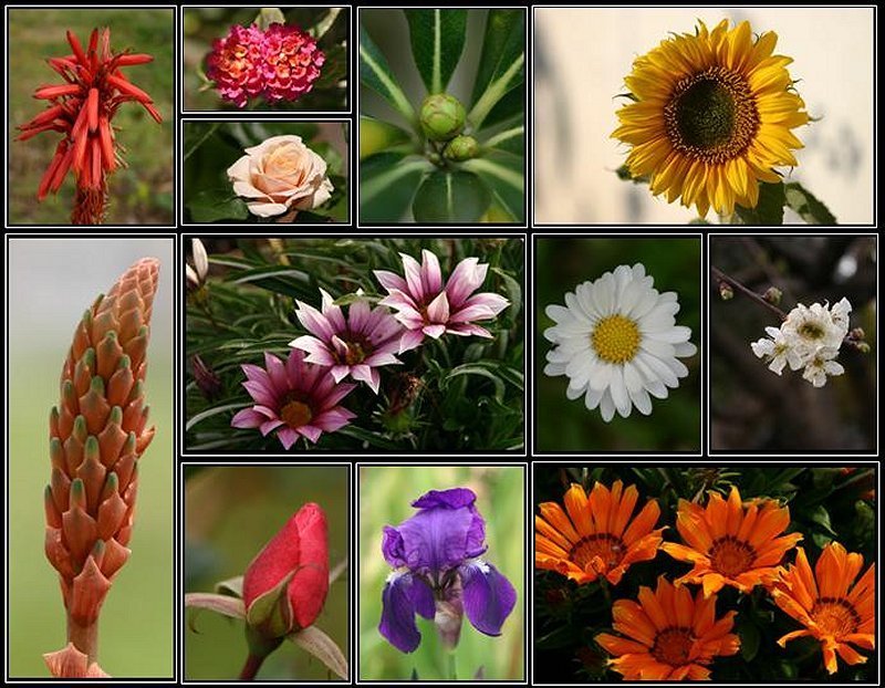 photo "My flowers" tags: nature, flowers