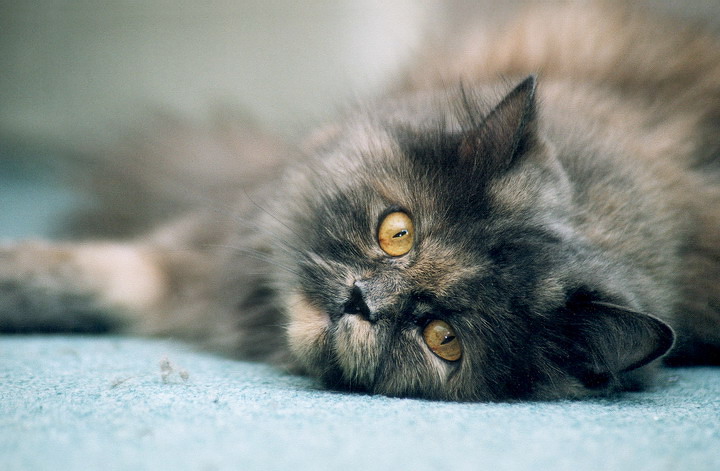 фото "кошка Маруся" метки: природа, домашние животные