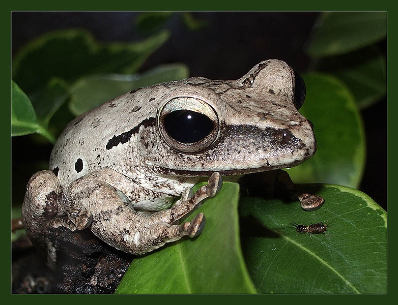 photo "Silver Niello" tags: macro and close-up, portrait, 