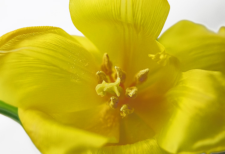 photo "***" tags: nature, macro and close-up, flowers