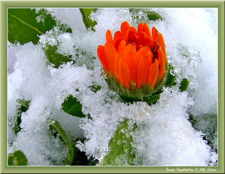 photo "Agriolouloudo" tags: nature, landscape, flowers, winter