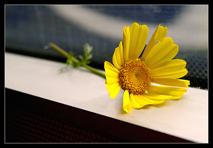 photo "Flower in the train..." tags: misc., macro and close-up, 