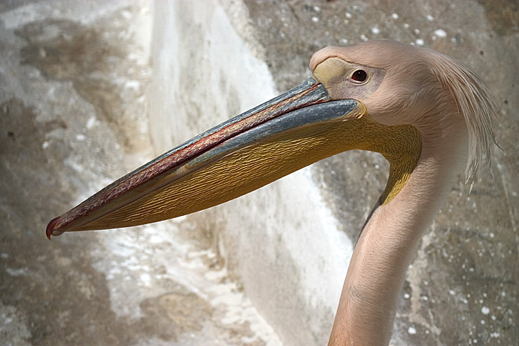 photo "Pelican 2" tags: nature, wild animals