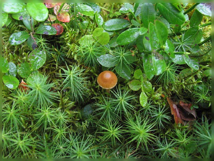 photo "Microcosm" tags: macro and close-up, nature, 