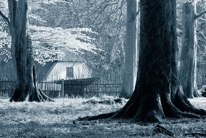 фото "A house in the forest" метки: пейзаж, черно-белые, лес